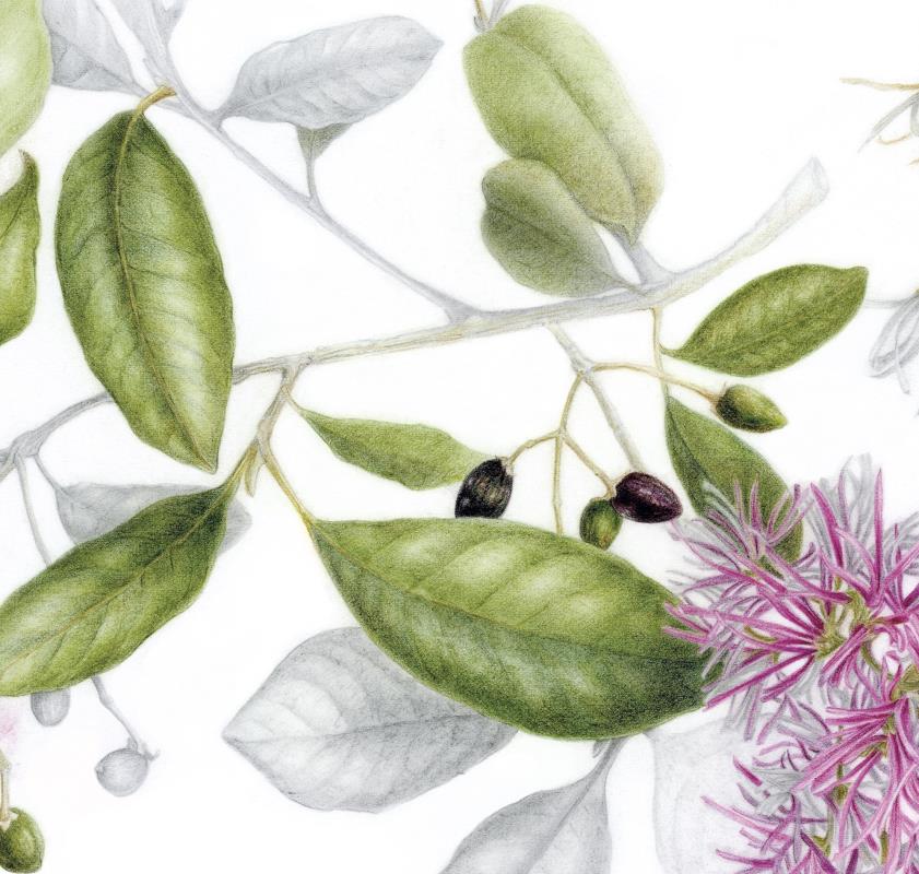  Chionanthus pubescens (Arupo)